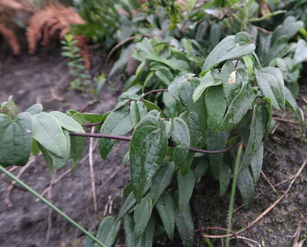 صورة Dioscorea burchellii Baker