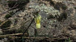 Image de Narcissus triandrus L.