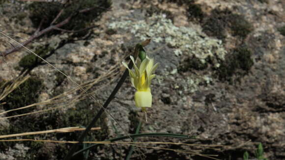 Слика од Narcissus triandrus L.