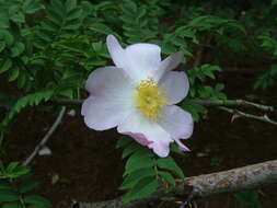 Image of chestnut rose