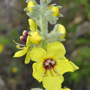 Image of Verbascum charidemi Murb.