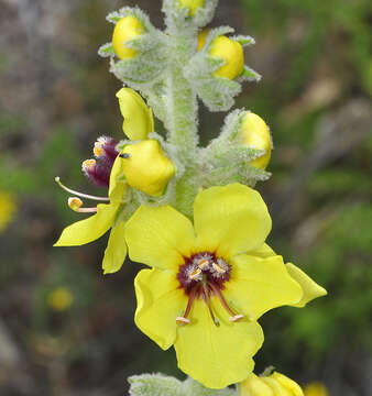 Image of Verbascum charidemi Murb.