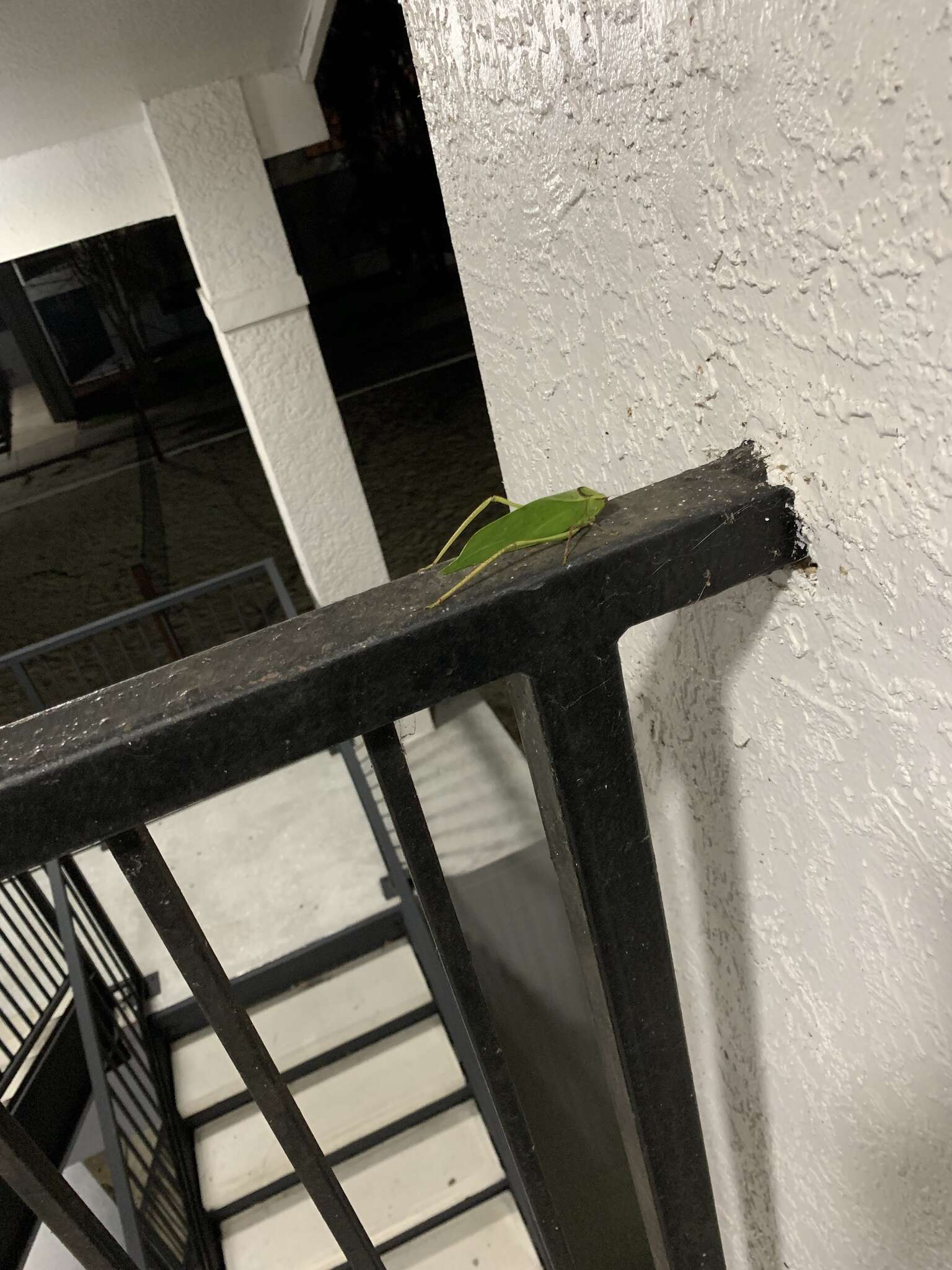 Image of Giant Katydid