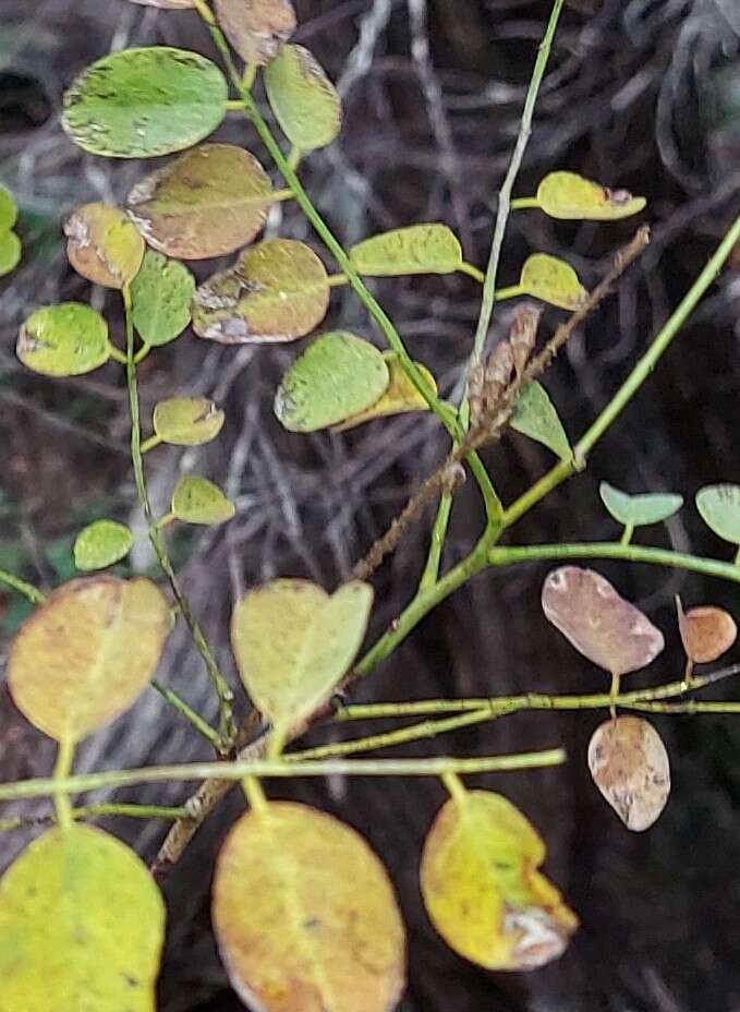 Image of Roemer's Indigo-Bush