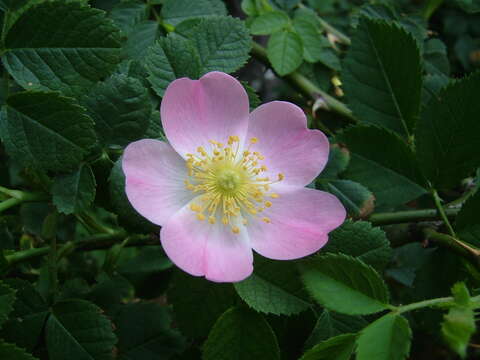 Image of dog rose