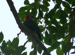 Image of Yucatan Woodpecker