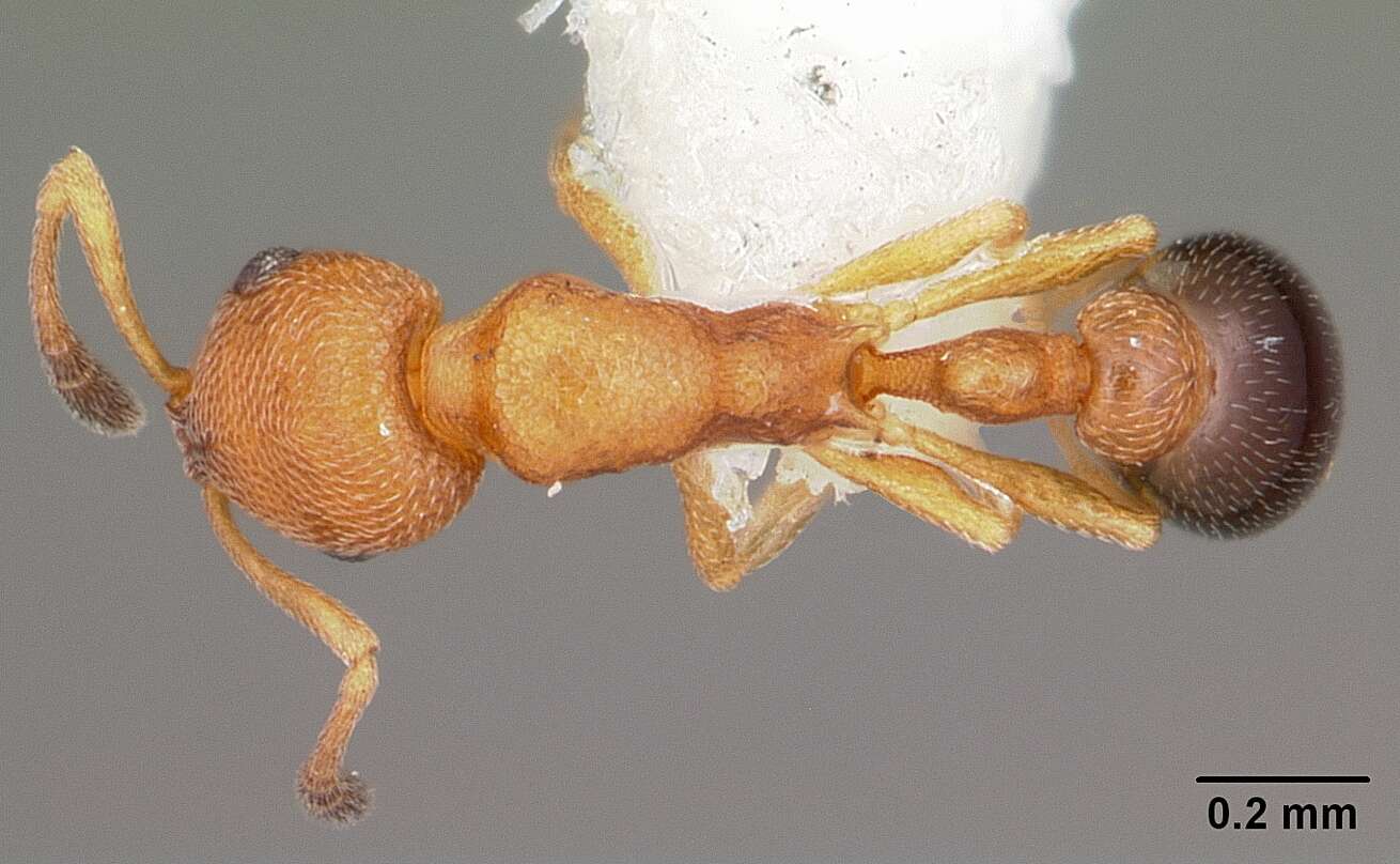 Image of Ant