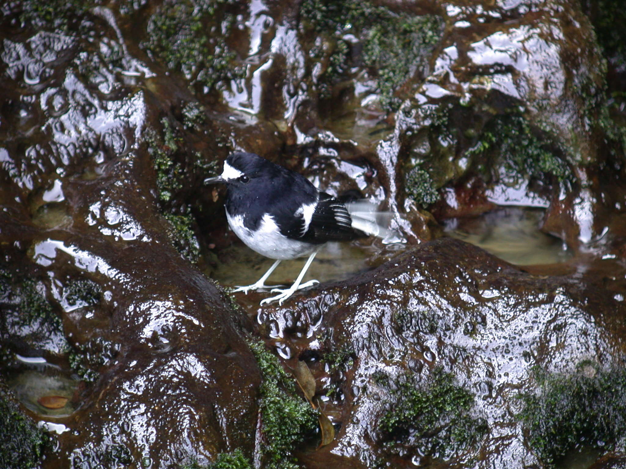 Image of Little Forktail