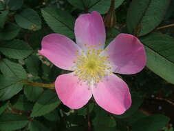 Plancia ëd Rosa glauca Pourret