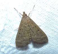 Image of Grass webworm