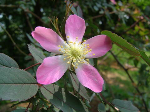 Plancia ëd Rosa glauca Pourret