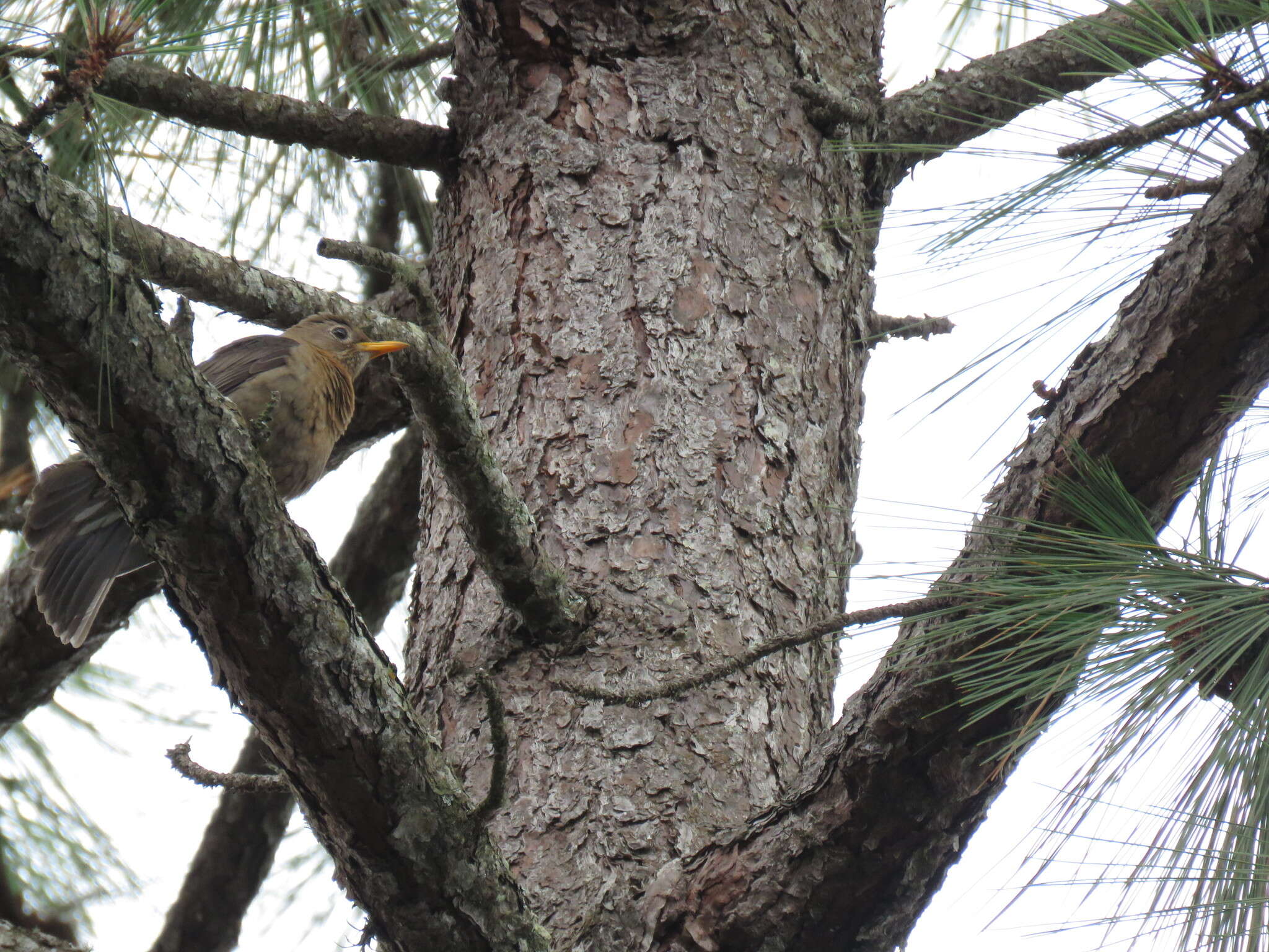 Image of Rufous-collared Robin