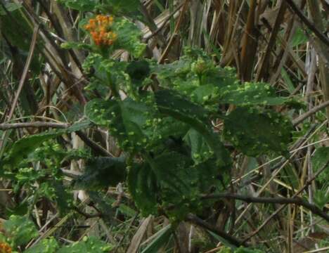 Image of Lantana tiliaefolia