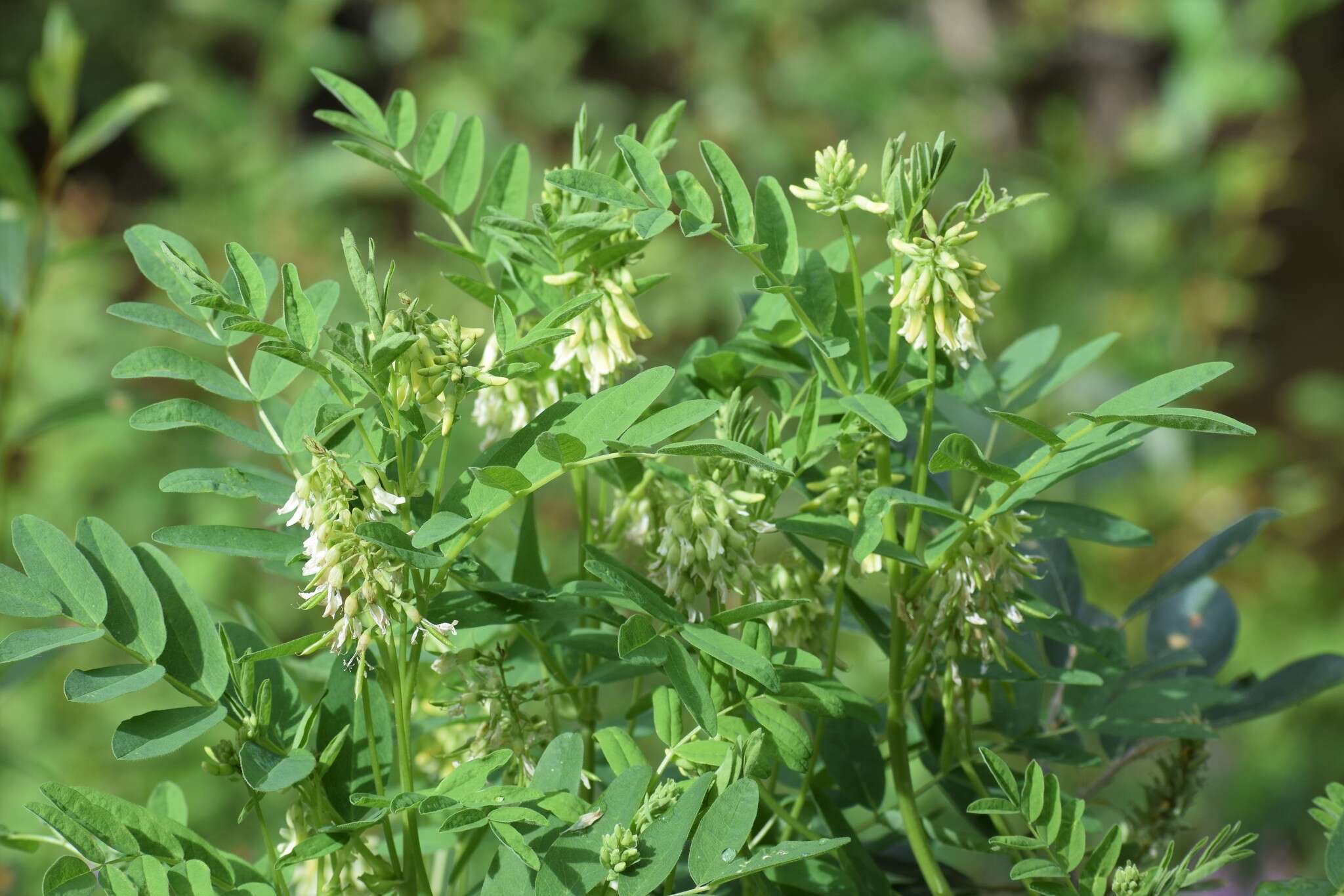 Plancia ëd Astragalus americanus (Hook.) M. E. Jones