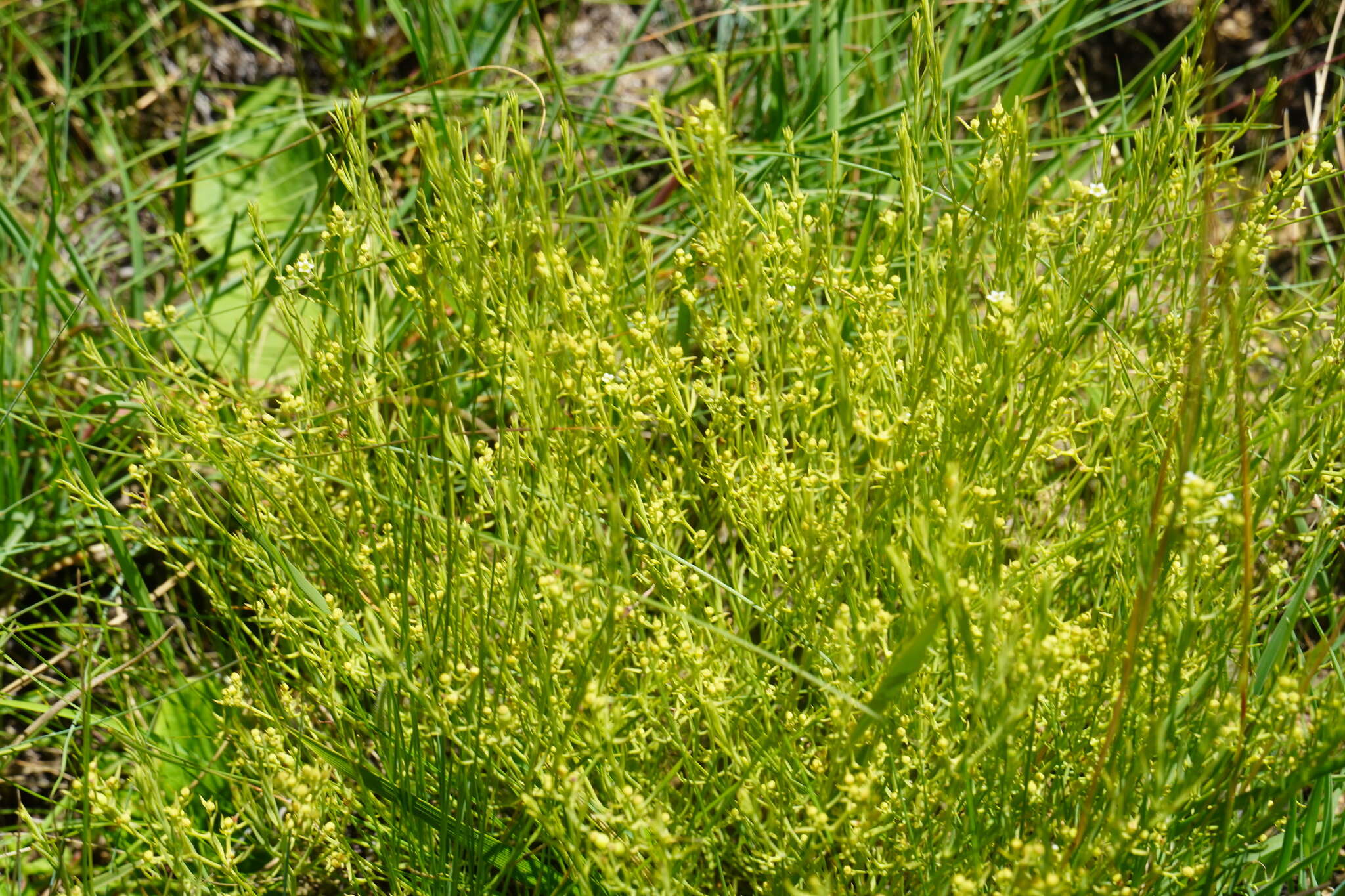 Image of Thesium pallidum A. DC.