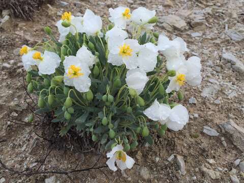 Image of common bearpoppy