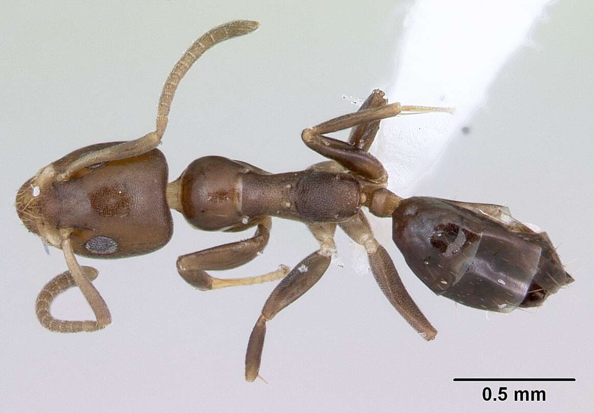 Image of Axinidris bidens Shattuck 1991