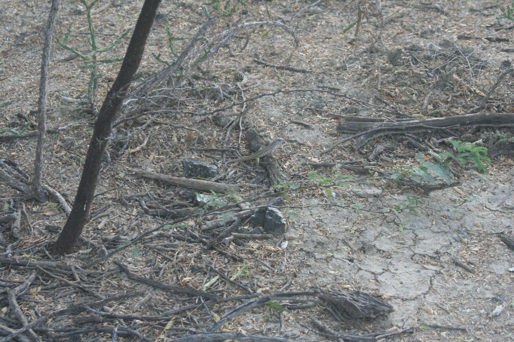 Image of Red-sided Curly-tailed Lizard