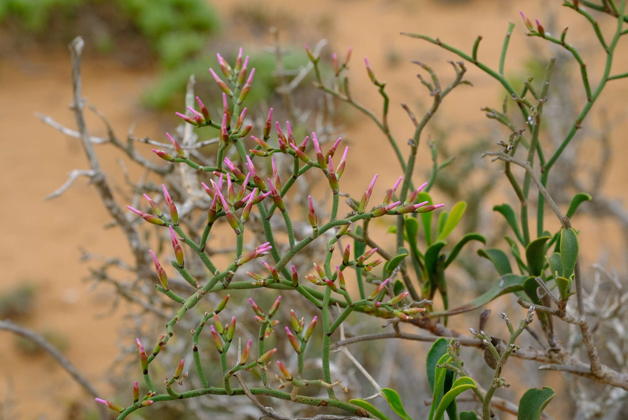 Image of Limonium dagmariae