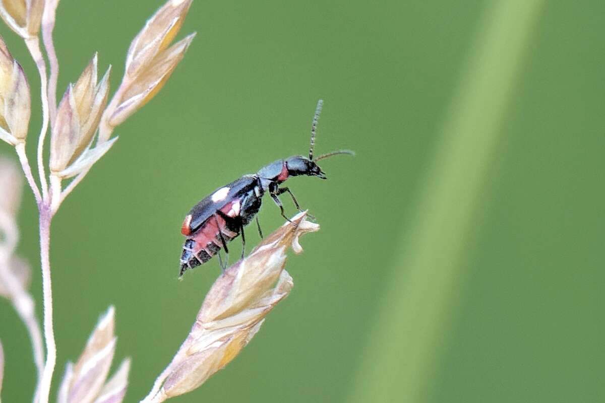 Anthocomus fenestratus resmi