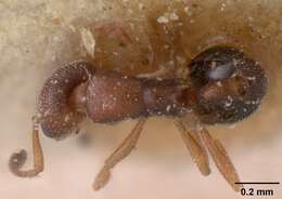 Image of Ant