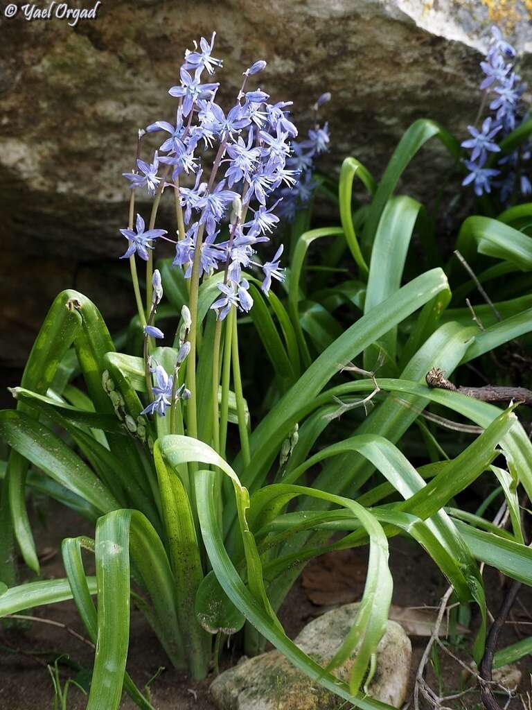 Scilla cilicica Siehe resmi