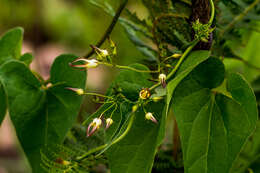 Image of Riocreuxia alexandrina (Huber) R. A. Dyer