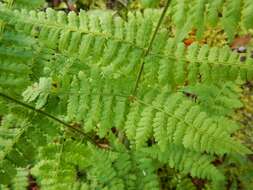 Image of intermediate woodfern