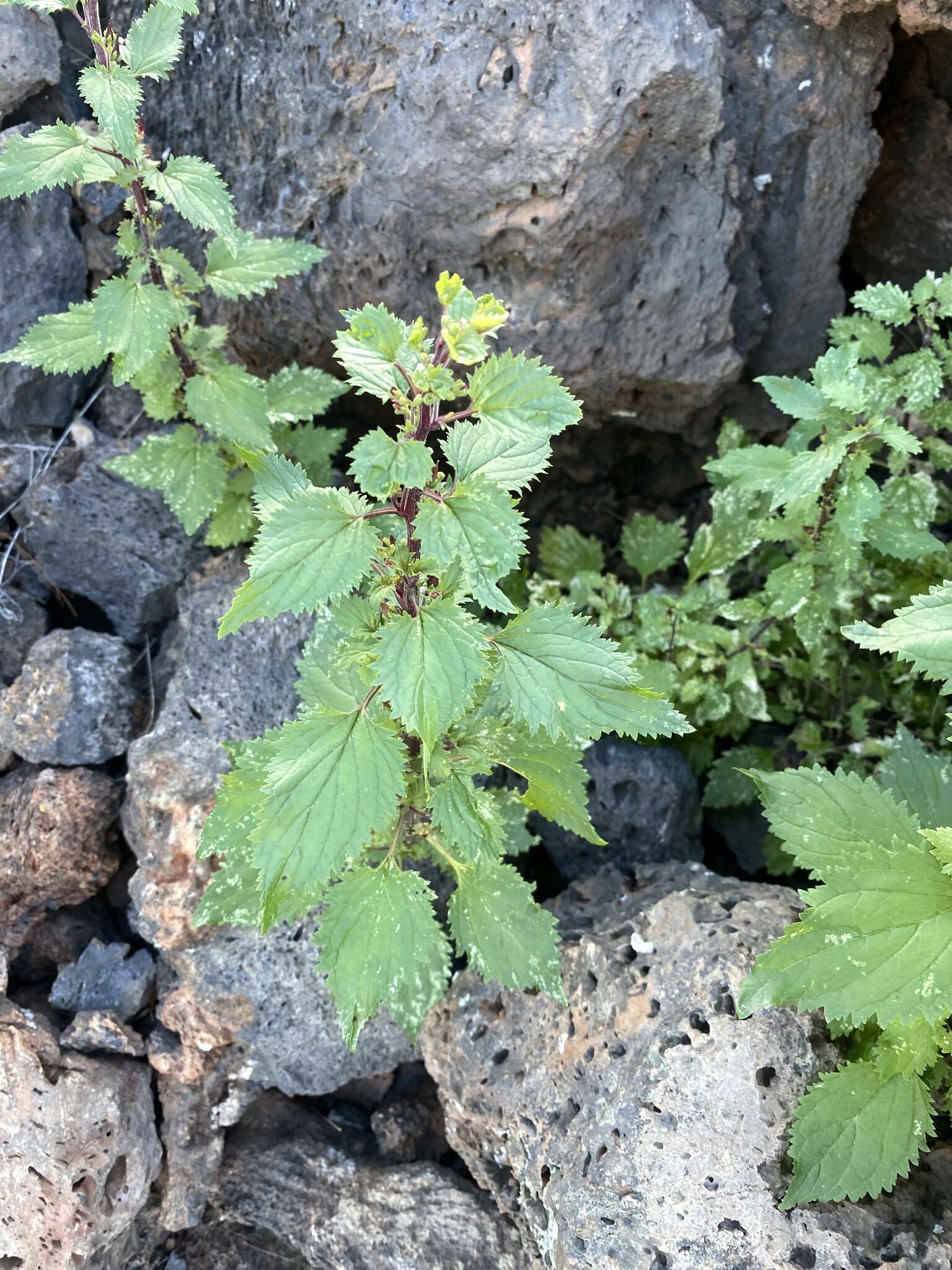 Image de Scrophularia arguta Sol.