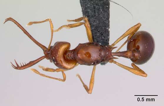 Image of Acanthognathus teledectus Brown & Kempf 1969