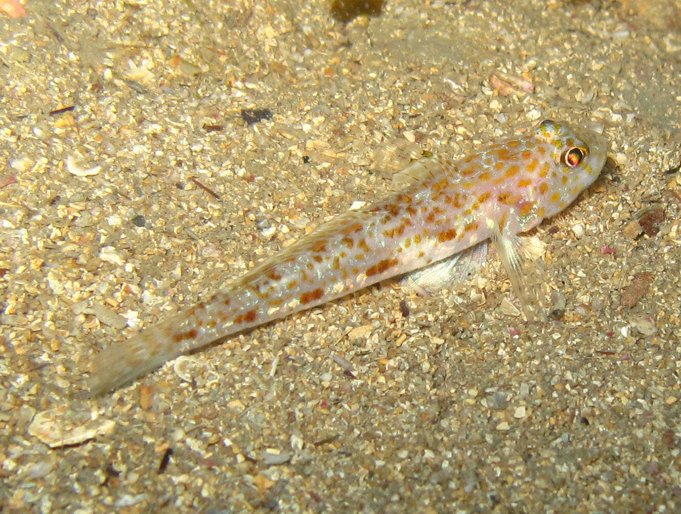 Image of Large-scaled goby