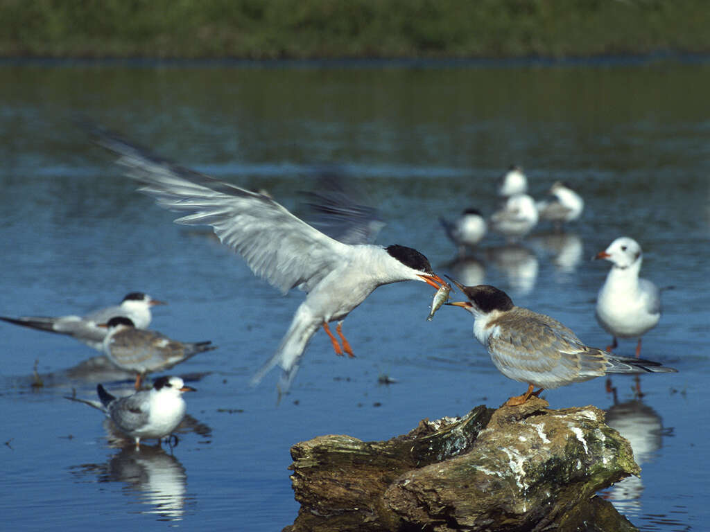 Image of Common Tern