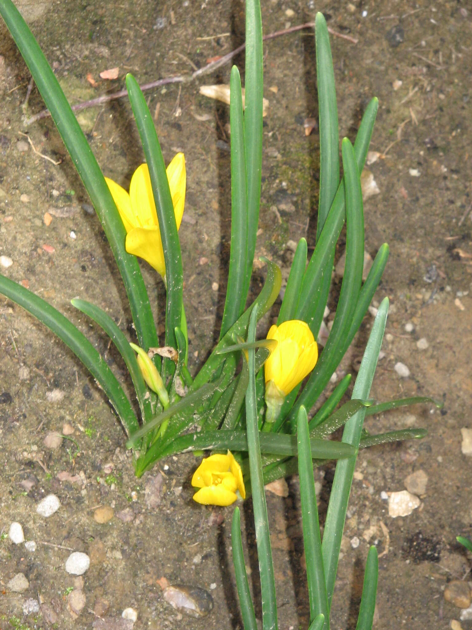 Image of winter daffodil