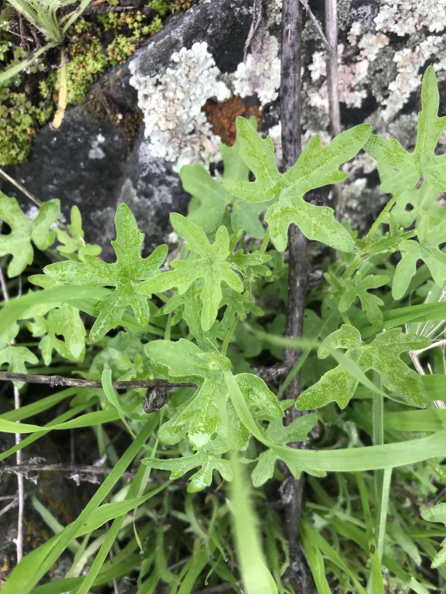 Image of Bowlesia uncinata Colla