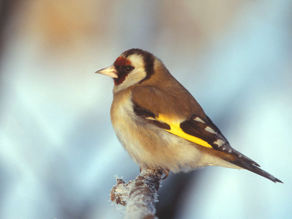 Image of European Goldfinch