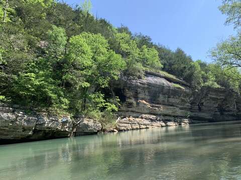 Image of Ozark bass