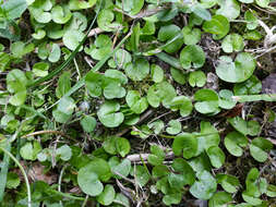 Imagem de Dichondra brevifolia J. Buch.