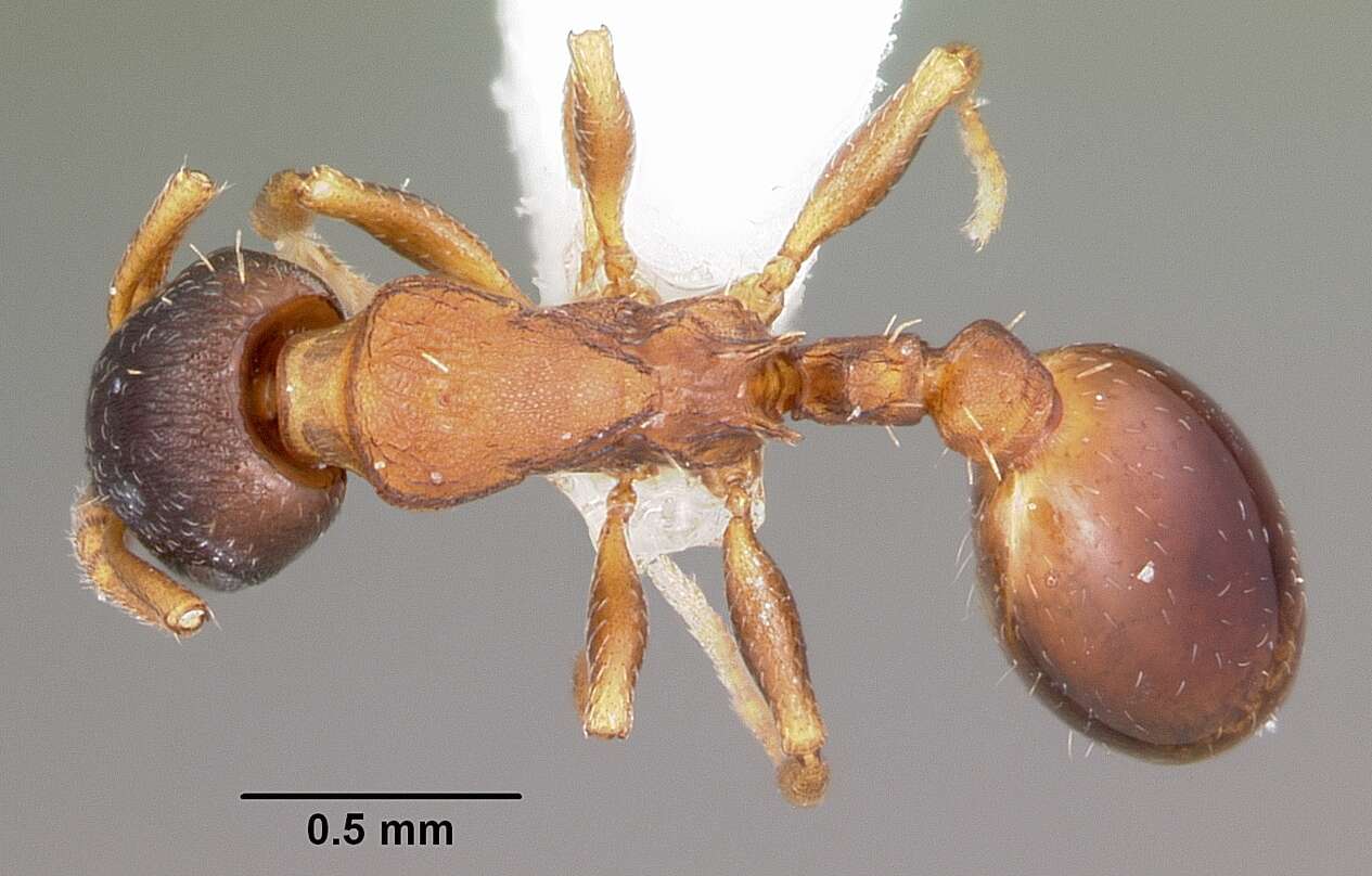 Imagem de Leptothorax muscorum (Nylander 1846)