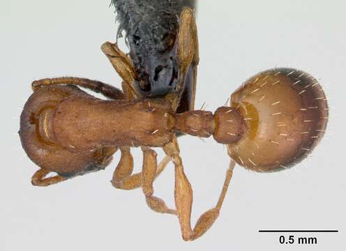 Image of Temnothorax albipennis