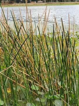 Image of Gulf Coast Spike-Rush