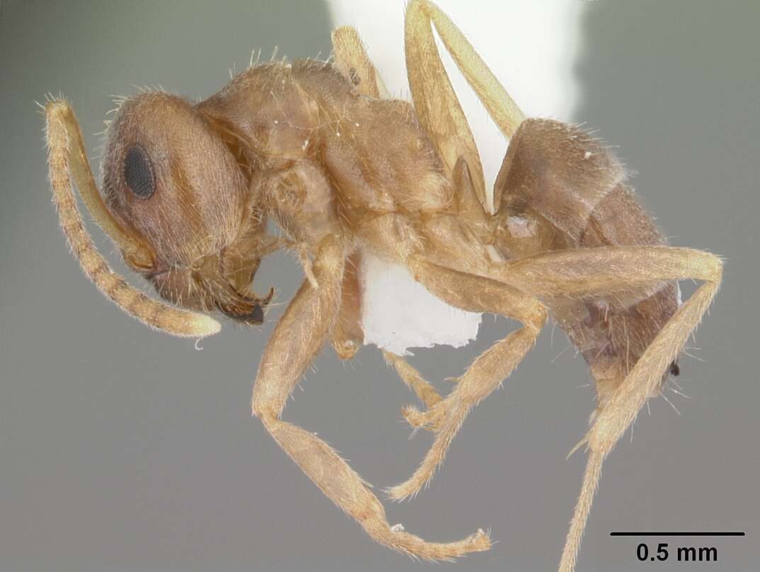 Image de Lasius neoniger Emery 1893