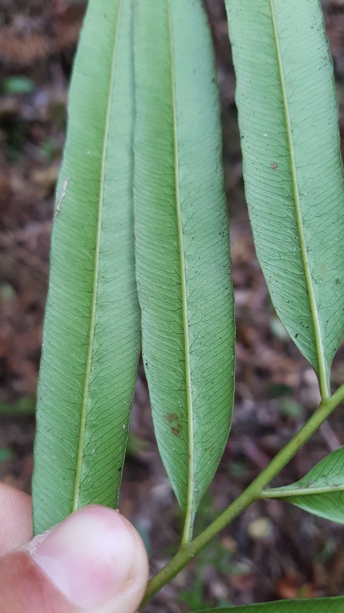 Image of Plenasium vachellii (Hook.) Presl