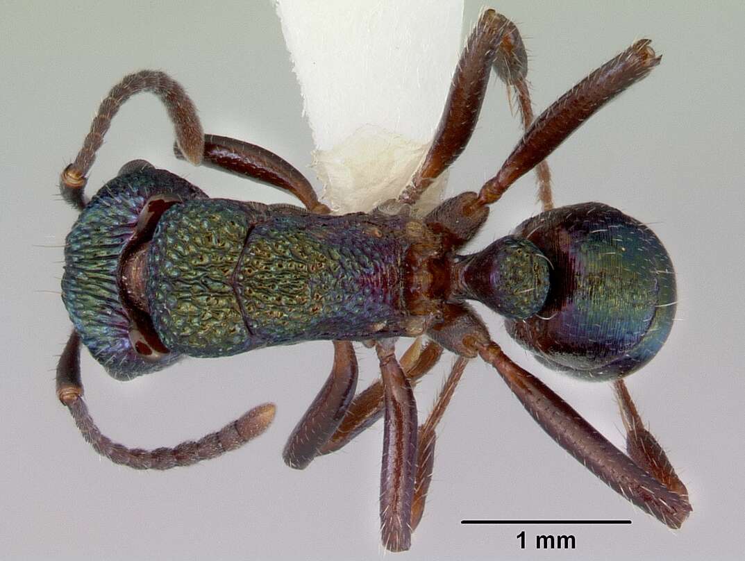 Image of green ant