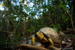 Image of Terrapene mexicana yucatana (Boulenger 1895)