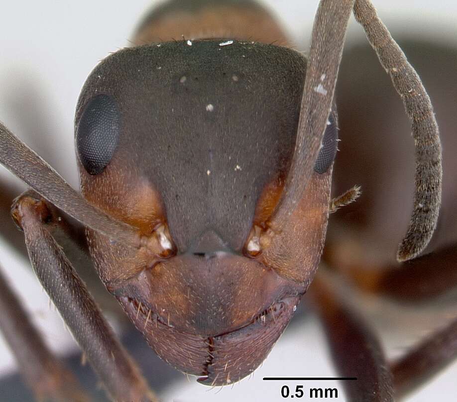 Image of Scottish wood ant