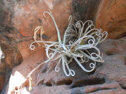 Image of Tillandsia duratii Vis.