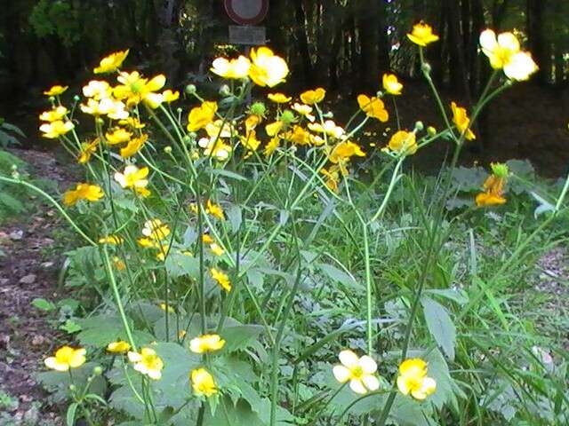 Imagem de Ranunculus acris L.