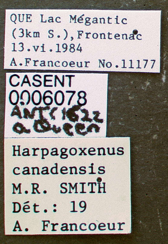 Harpagoxenus canadensis Smith 1939的圖片