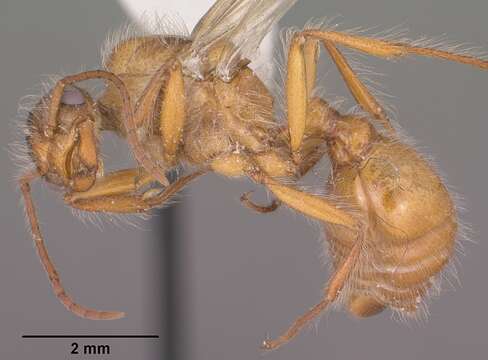 Image of Western Harvester Ant