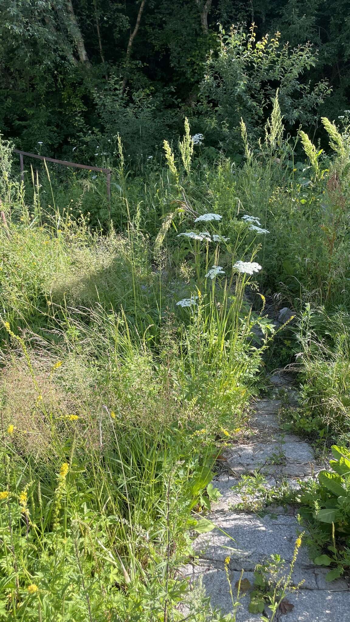 Imagem de Heracleum moellendorfii Hance